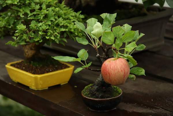 15 cây bonsai siêu độc "có tiền mua cũng chẳng được" 24