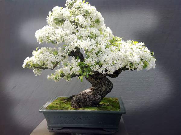 15 cây bonsai siêu độc "có tiền mua cũng chẳng được" 18