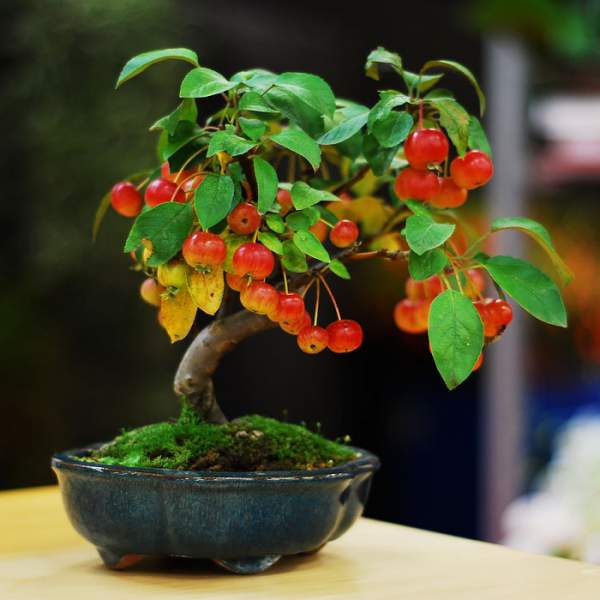 15 cây bonsai siêu độc "có tiền mua cũng chẳng được" 21