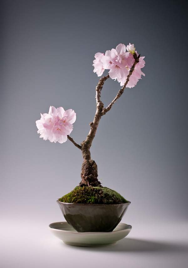 15 cây bonsai siêu độc "có tiền mua cũng chẳng được" 12