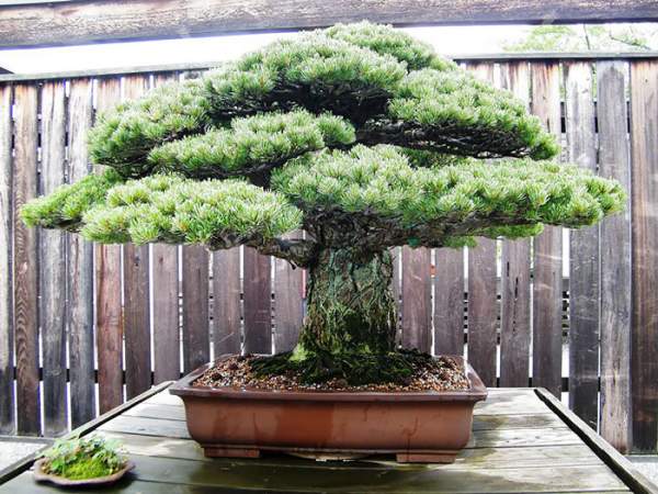 15 cây bonsai siêu độc "có tiền mua cũng chẳng được" 36