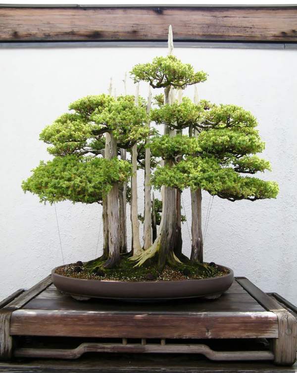 15 cây bonsai siêu độc "có tiền mua cũng chẳng được" 27