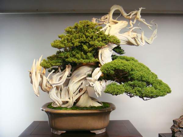 15 cây bonsai siêu độc "có tiền mua cũng chẳng được" 33