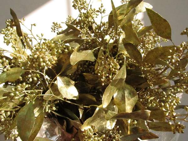 Kì lạ cây "mọc" vàng từ lá và nó cũng được trồng nhiều ở Việt Nam 6