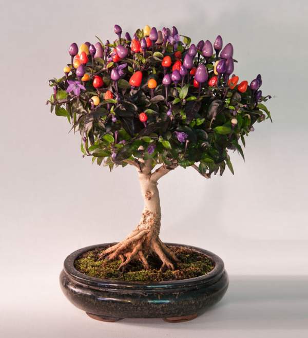 15 cây bonsai siêu độc "có tiền mua cũng chẳng được" 39