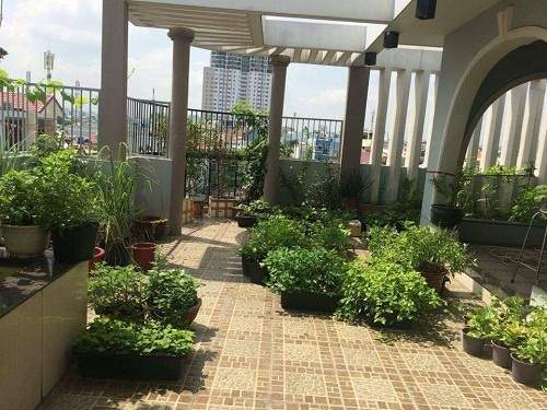 Mê mệt vườn rau quả hữu cơ xanh mướt của mẹ 8X ở Sài Gòn 36