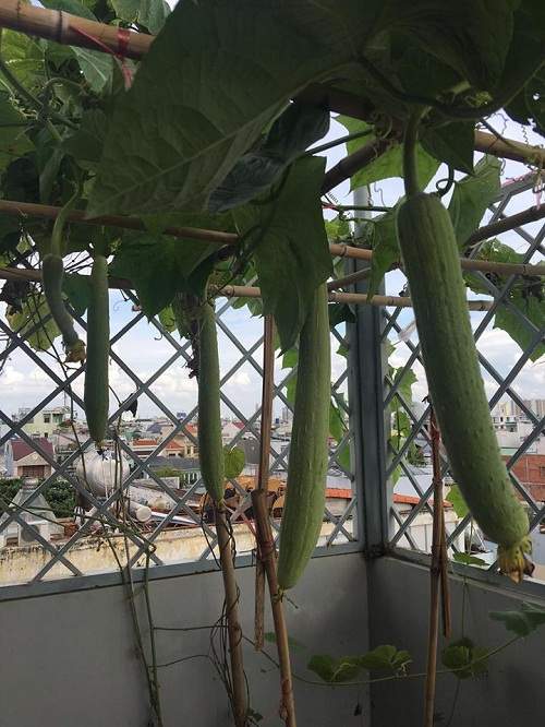 Mê mệt vườn rau quả hữu cơ xanh mướt của mẹ 8X ở Sài Gòn 21