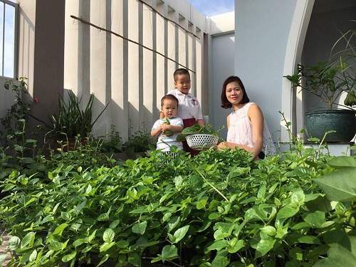 Mê mệt vườn rau quả hữu cơ xanh mướt của mẹ 8X ở Sài Gòn 3