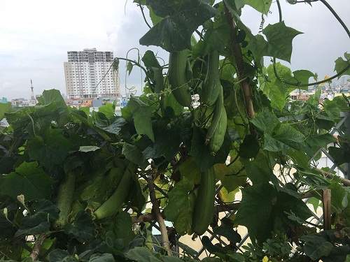 Mê mệt vườn rau quả hữu cơ xanh mướt của mẹ 8X ở Sài Gòn 18