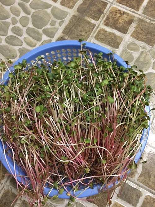 Mê mệt vườn rau quả hữu cơ xanh mướt của mẹ 8X ở Sài Gòn 39