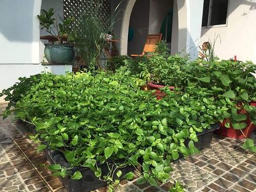 Mê mệt vườn rau quả hữu cơ xanh mướt của mẹ 8X ở Sài Gòn 12