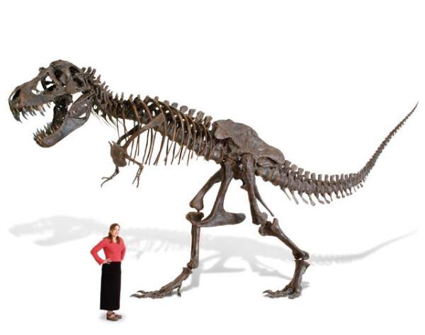 Tranh cãi về loài khủng long chưa từng tồn tại 3