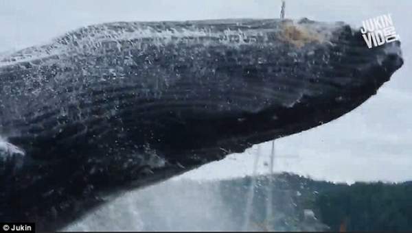 Video: Cá voi lưng gù khổng lồ nhảy sát sạt mạn thuyền 2