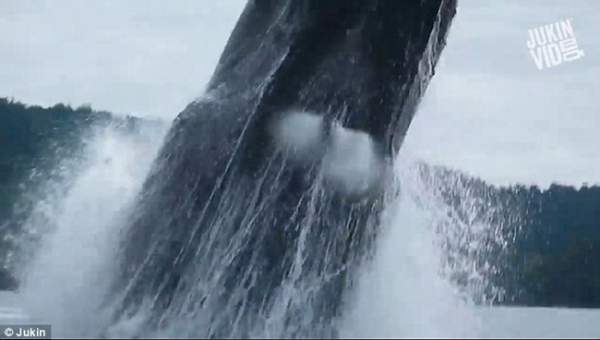 Video: Cá voi lưng gù khổng lồ nhảy sát sạt mạn thuyền 3