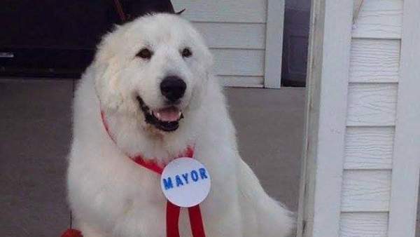 Nơi người dân bầu chó làm thị trưởng suốt 3 nhiệm kì 2