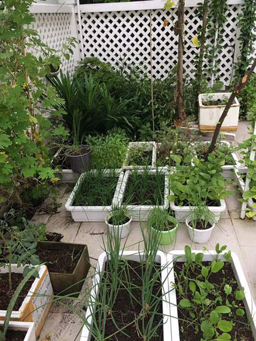 Vườn rau xanh mướt nhiều rau chữa bệnh của Thủy Tiên - Công Vinh 15