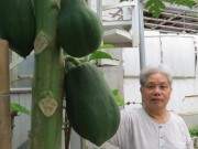 Dân thành thị bỏ ra gần chục triệu để trồng rau sạch từ xơ dừa 40