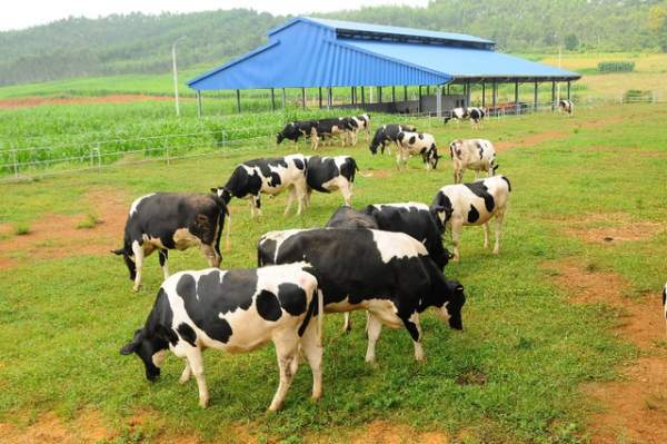 Đại gia ngành sữa với trang trại bò trải khắp Việt Nam 2