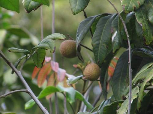 Cận cảnh vườn cây sai trĩu quả trong nhà Quang Lê ở Mỹ 6