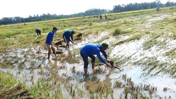 Nghệ An: Thanh niên, bộ đội dầm mình giúp dân gặt lúa sau bão 8