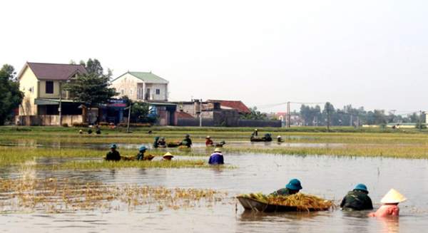 Nghệ An: Thanh niên, bộ đội dầm mình giúp dân gặt lúa sau bão 2