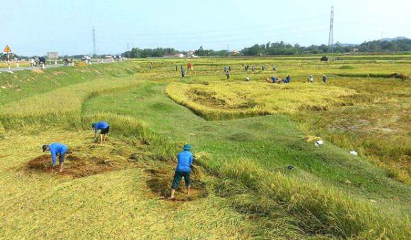 Nghệ An: Thanh niên, bộ đội dầm mình giúp dân gặt lúa sau bão 7