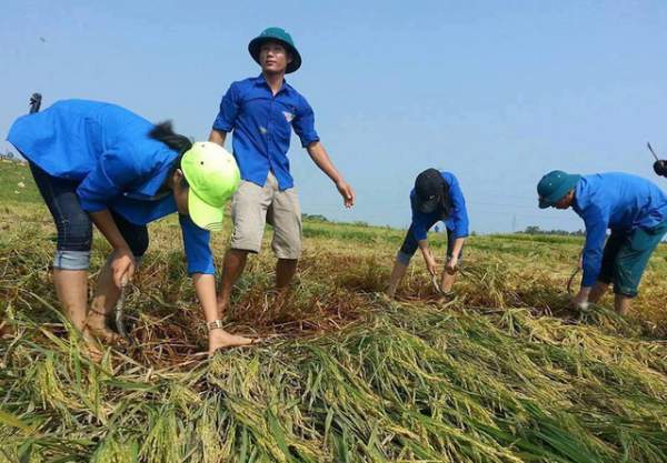 Nghệ An: Thanh niên, bộ đội dầm mình giúp dân gặt lúa sau bão 5