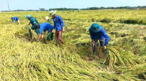 Nghệ An: Thanh niên, bộ đội dầm mình giúp dân gặt lúa sau bão 6