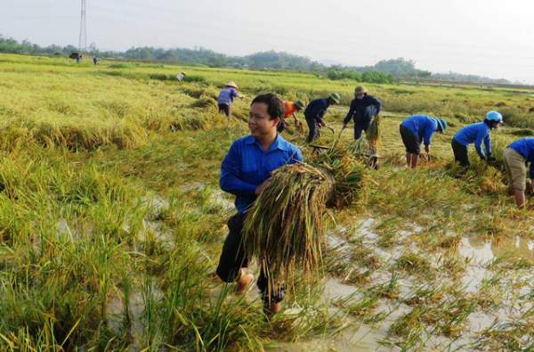 Nghệ An: Thanh niên, bộ đội dầm mình giúp dân gặt lúa sau bão 4