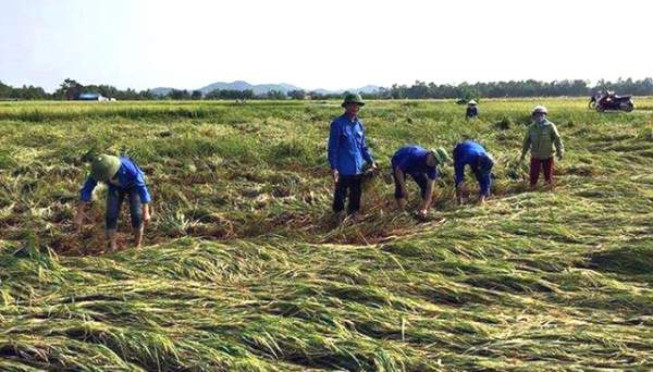 Nghệ An: Thanh niên, bộ đội dầm mình giúp dân gặt lúa sau bão 9