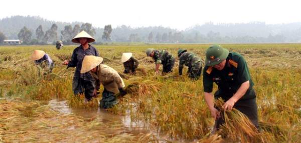 Nghệ An: Thanh niên, bộ đội dầm mình giúp dân gặt lúa sau bão 3