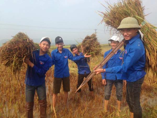 Nghệ An: Thanh niên, bộ đội dầm mình giúp dân gặt lúa sau bão 11