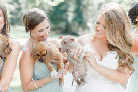 Đám cưới đầy cún con của cặp đôi yêu động vật 2
