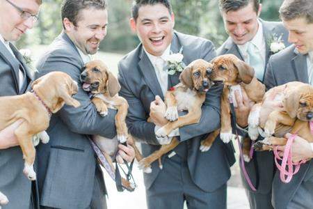 Đám cưới đầy cún con của cặp đôi yêu động vật 6