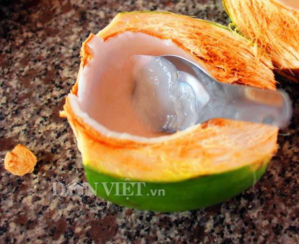 "Quá đã" vườn dừa xiêm lùn siêu ngọt trĩu trái nằm sát biển 8