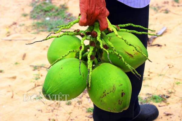 "Quá đã" vườn dừa xiêm lùn siêu ngọt trĩu trái nằm sát biển 11