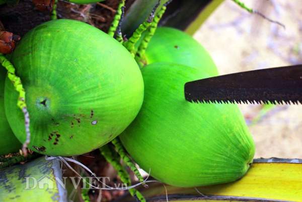 "Quá đã" vườn dừa xiêm lùn siêu ngọt trĩu trái nằm sát biển 5