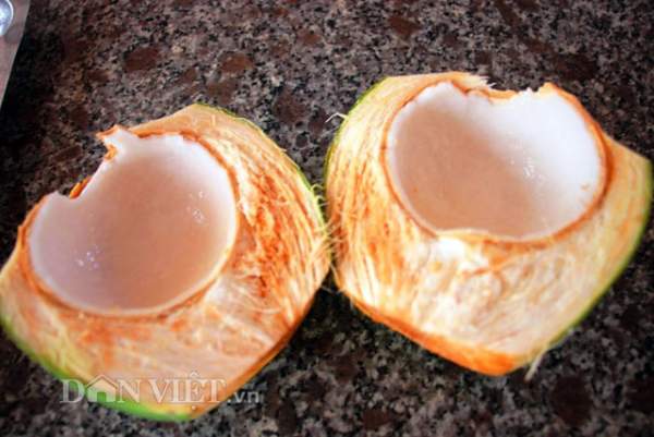 "Quá đã" vườn dừa xiêm lùn siêu ngọt trĩu trái nằm sát biển 10