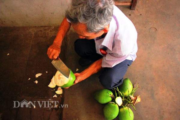 "Quá đã" vườn dừa xiêm lùn siêu ngọt trĩu trái nằm sát biển 4