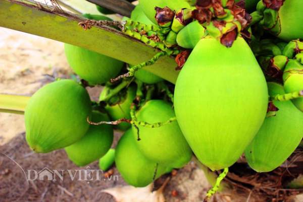 "Quá đã" vườn dừa xiêm lùn siêu ngọt trĩu trái nằm sát biển 12