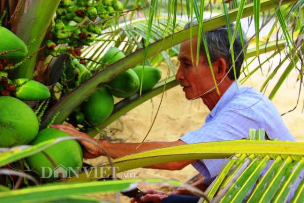 "Quá đã" vườn dừa xiêm lùn siêu ngọt trĩu trái nằm sát biển 2