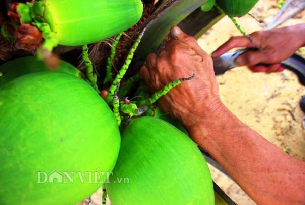"Quá đã" vườn dừa xiêm lùn siêu ngọt trĩu trái nằm sát biển 7
