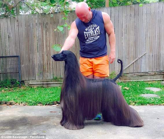 Chú chó nổi tiếng vì lông dài lượt thượt như suối tóc 2