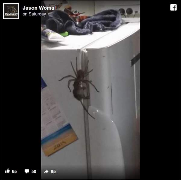 Chứng kiến nhện khổng lồ đang tha chuột tại Australia