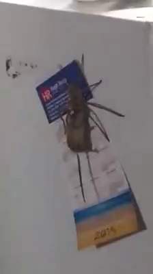 Chứng kiến nhện khổng lồ đang tha chuột tại Australia 2