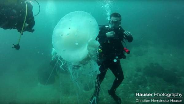 Thợ lặn gặp sứa khổng lồ to hơn người cực hiếm 2