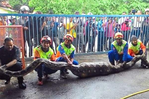 Malaysia: Bắt mãng xà khổng lồ 100 kg nuốt chửng con dê 2