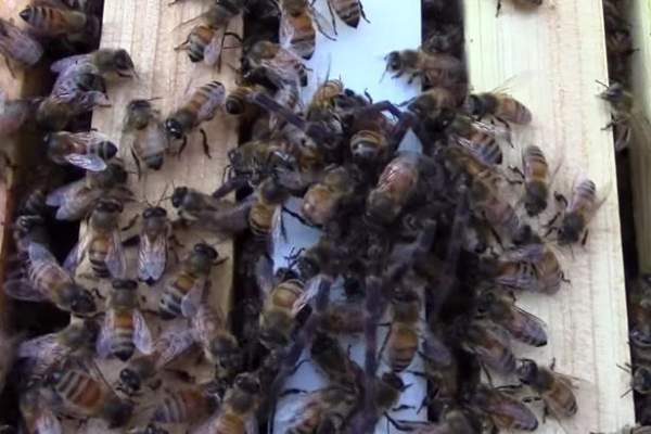 Nhện khổng lồ mạo hiểm đi săn ong gặp kết cục bất ngờ 2