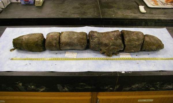 Mỹ: Mổ trăn khổng lồ dài 5m phát hiện xác 3 con hươu 4