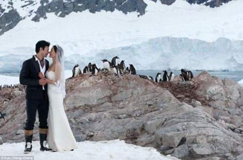 Cặp đôi đến Nam Cực làm đám cưới cùng chim cánh cụt 2